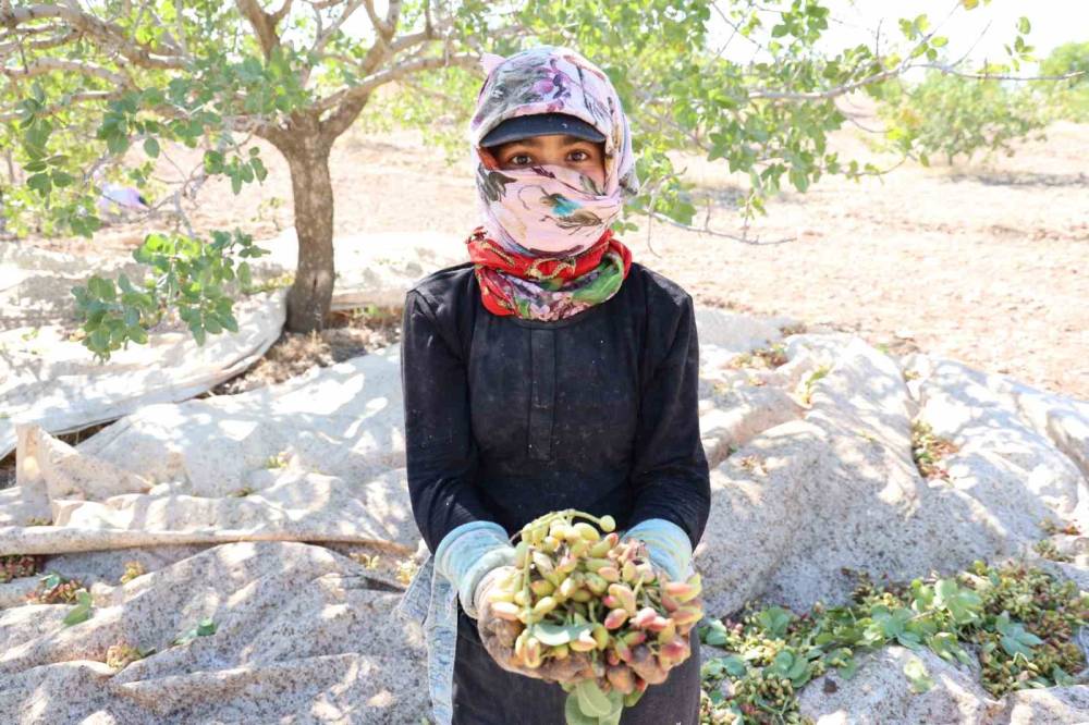 ‘Yeşil Altın’ın Hasadına Başlandı: Kuraklık Çiftçileri Vurdu