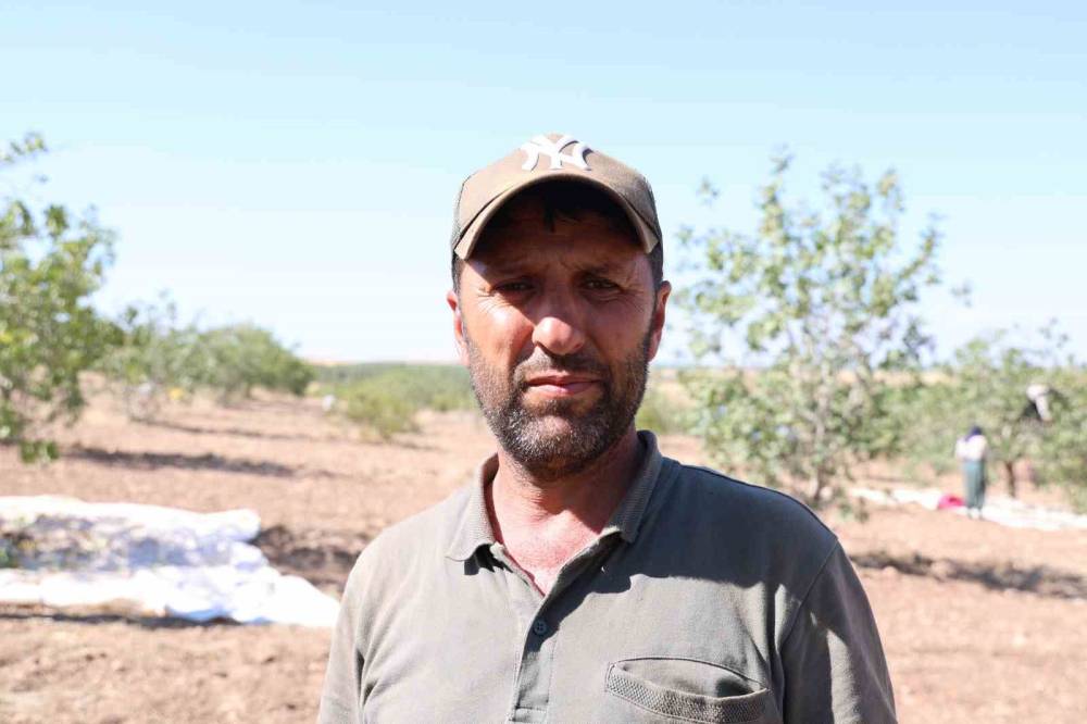 ‘Yeşil Altın’ın Hasadına Başlandı: Kuraklık Çiftçileri Vurdu