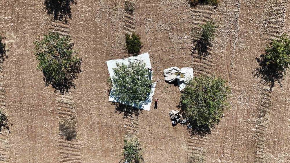 ‘Yeşil Altın’ın Hasadına Başlandı: Kuraklık Çiftçileri Vurdu