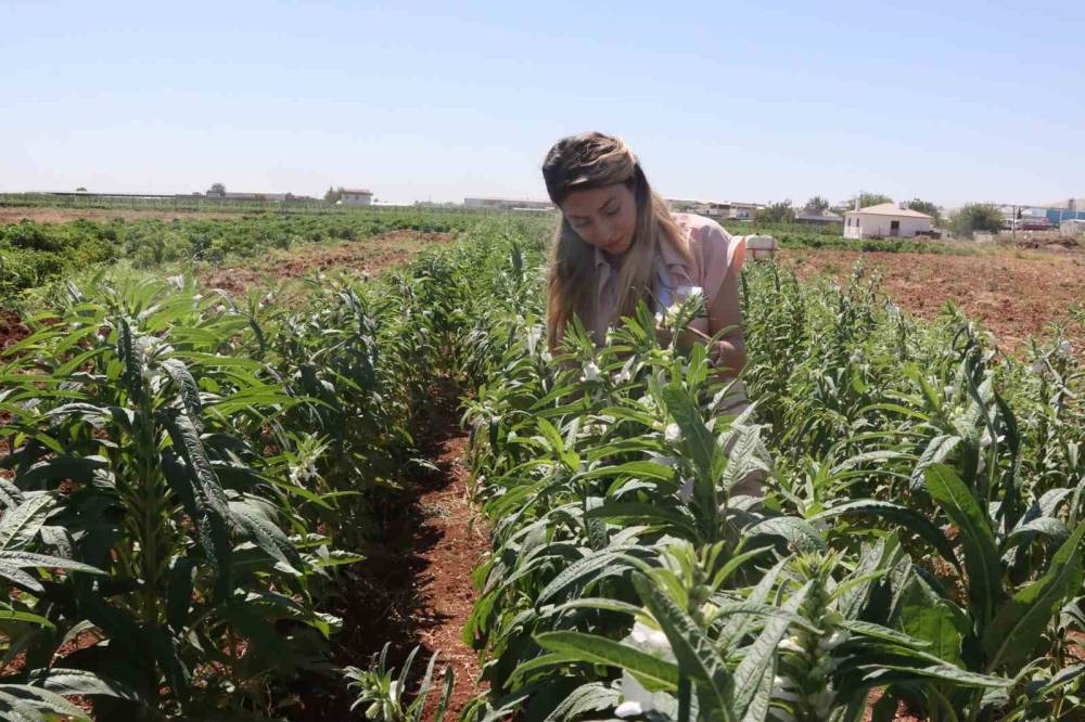 Urfa Susamı Yeniden Tezgahlara İnecek