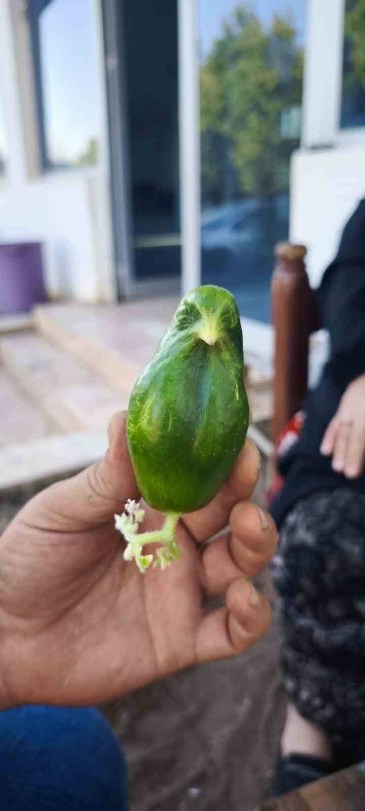 Kuş Cennetinde ‘Salatalık’ Da Kuşa Benzedi