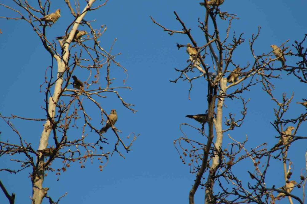 Kuş Cennetinde ‘Salatalık’ Da Kuşa Benzedi
