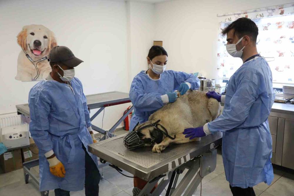 Uyuz Tanısı Konulan 50 Köpek Tedavi Altına Alındı