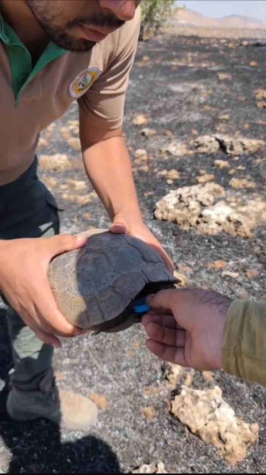 Yangına Müdahale Eden Ekipler Kaplumbağalara Su Verdi