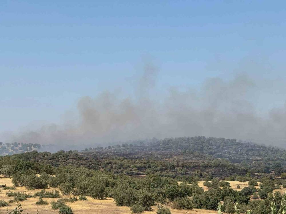 Yangına Müdahale Eden Ekipler Kaplumbağalara Su Verdi