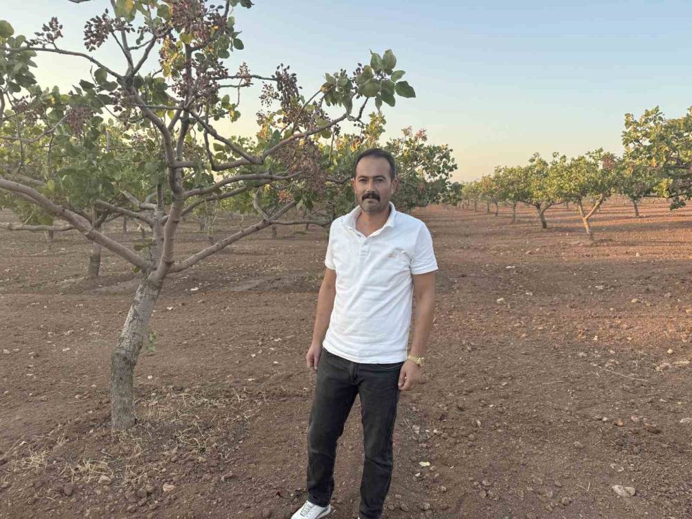 Siirt Fıstığında Rekolte Yüzde 80 Düştü