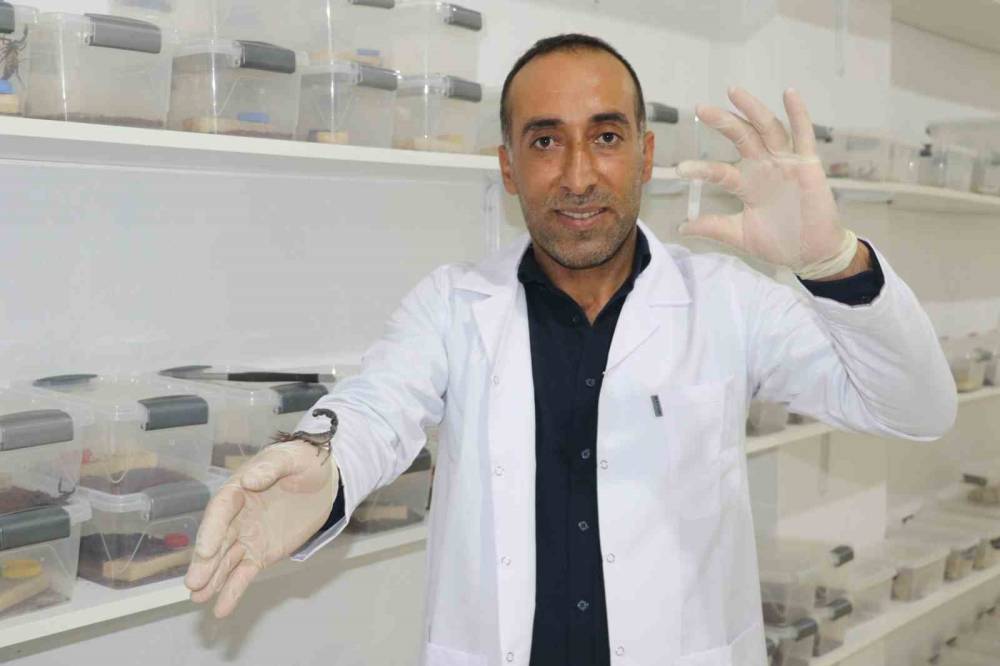 İnşaatçılıktan Akrep Zehri Üretimine Geçti, Gramından On Binlerce Dolar Kazanacak