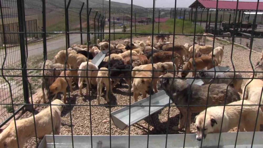 Siirt’ten Türkiye’ye Örnek Olacak Model