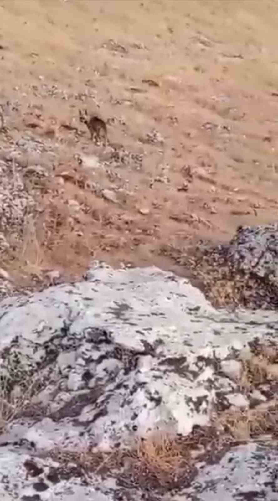 Nesli Tükenme Tehlikesi Altında Olan Çizgili Sırtlan Görüldü