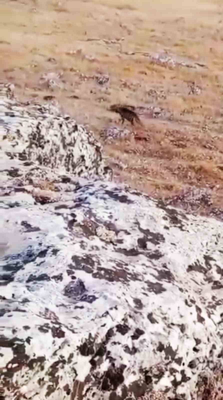 Nesli Tükenme Tehlikesi Altında Olan Çizgili Sırtlan Görüldü