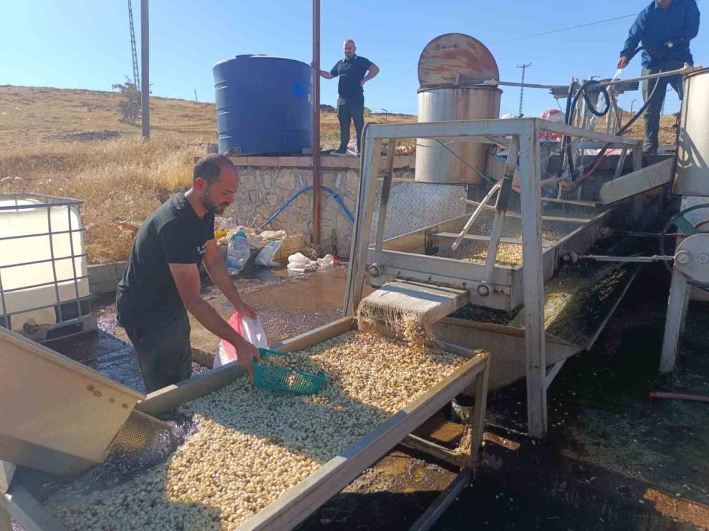 Siirt Fıstığı İşleme Çalışmaları Sürüyor