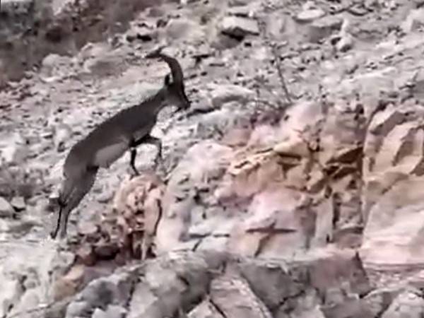 Siirt’te Nesli Tükenme Tehlikesi Altındaki Yabani Dağ Keçisi Görüldü