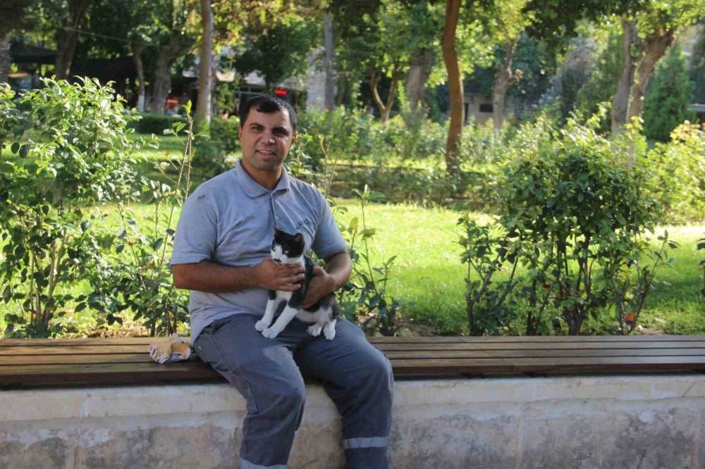 Balıklıgöl’e Düşen Kedi Kalp Masajıyla Hayata Döndü