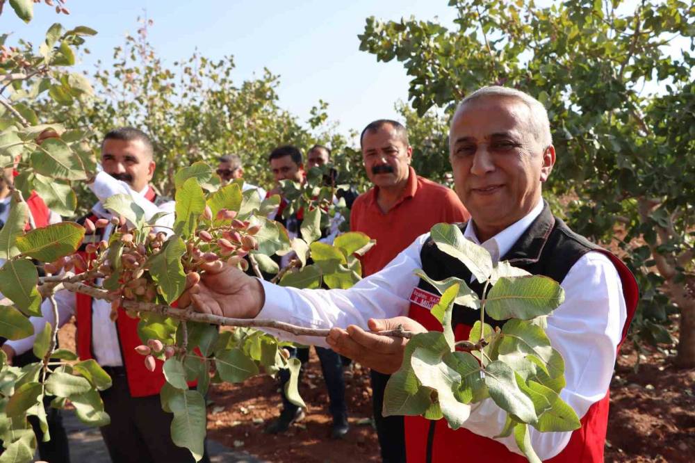 Zirai Don, Kuraklık Ve Yok Yılı Antep Fıstığı Rekoltesini Düşürdü
