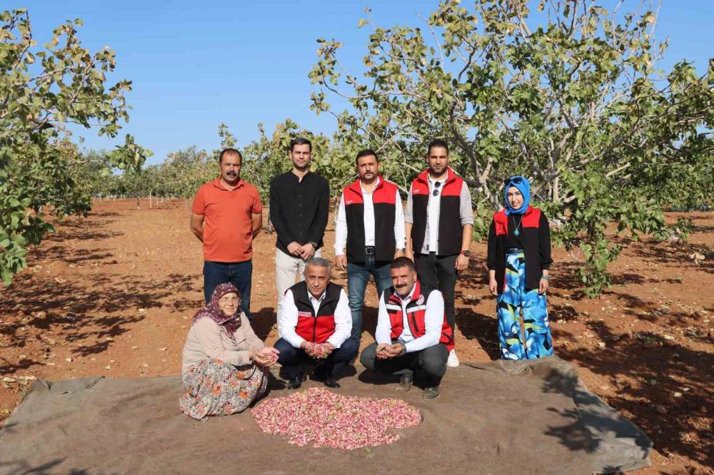 Zirai Don, Kuraklık Ve Yok Yılı Antep Fıstığı Rekoltesini Düşürdü