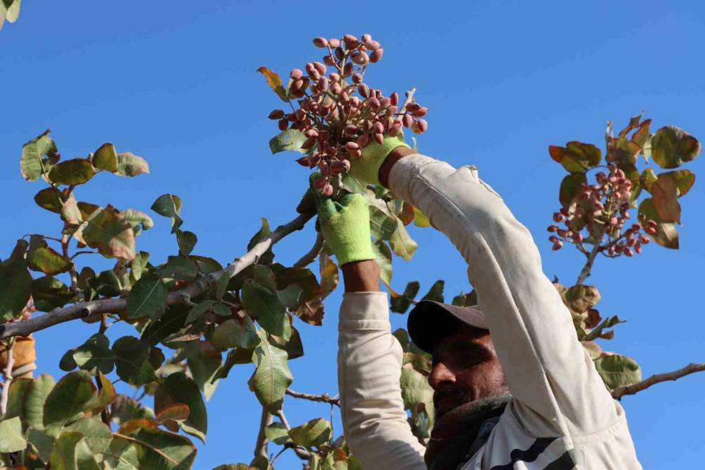 Zirai Don, Kuraklık Ve Yok Yılı Antep Fıstığı Rekoltesini Düşürdü