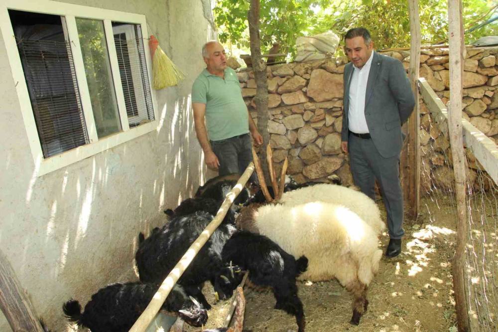 Şırnak'ta Eski Hükümlü 45 Keçi ile Başladı Sürü Sahibi Oldu