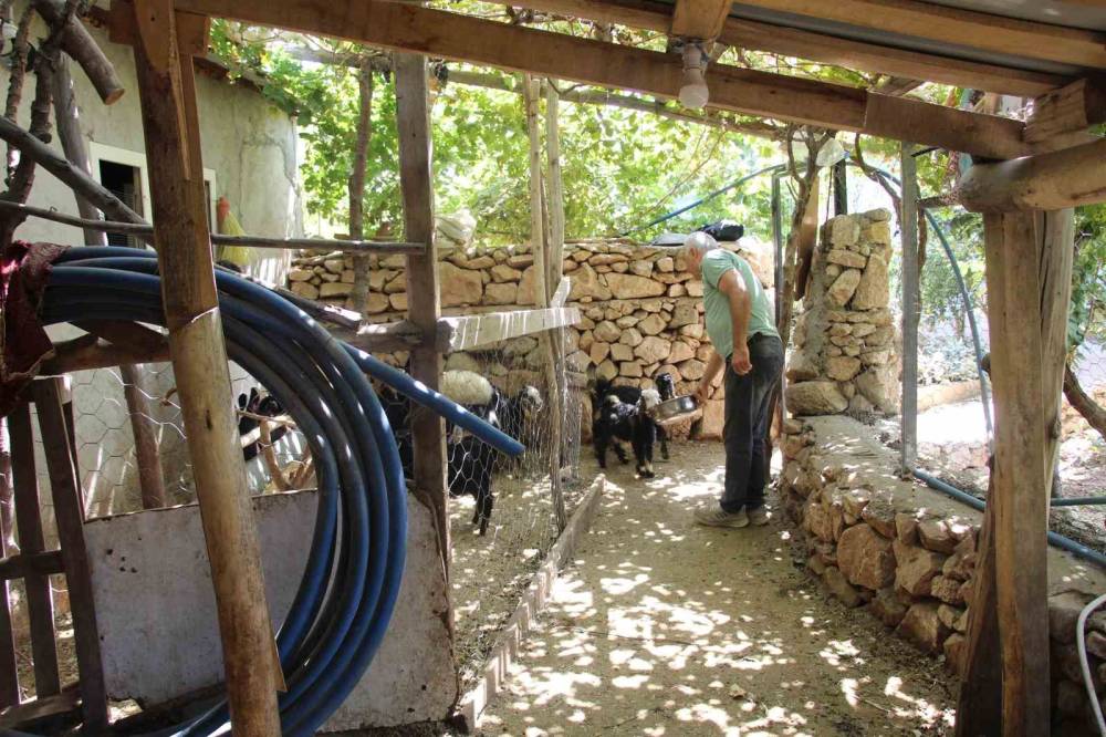 Şırnak'ta Eski Hükümlü 45 Keçi ile Başladı Sürü Sahibi Oldu