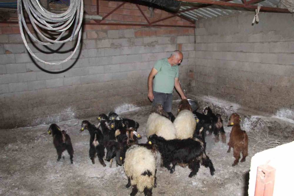Şırnak'ta Eski Hükümlü 45 Keçi ile Başladı Sürü Sahibi Oldu