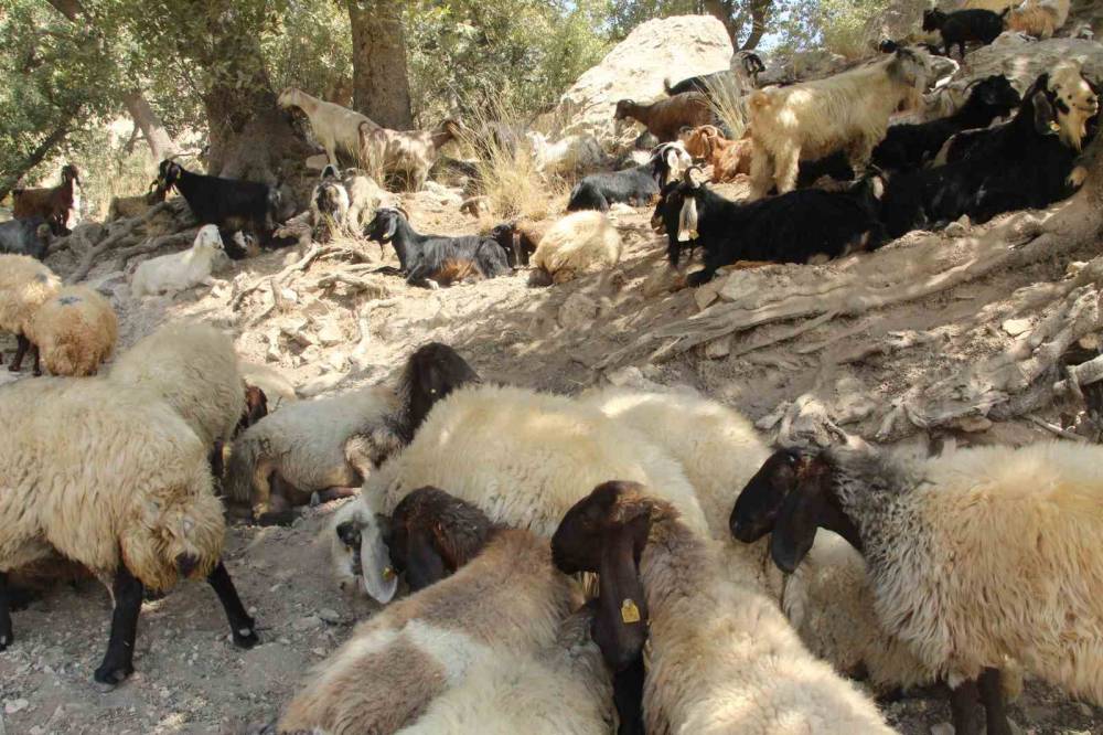 Şırnak'ta Eski Hükümlü 45 Keçi ile Başladı Sürü Sahibi Oldu