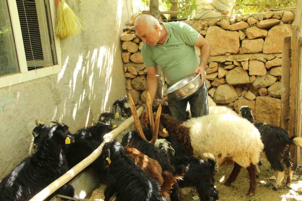 Şırnak'ta Eski Hükümlü 45 Keçi ile Başladı Sürü Sahibi Oldu