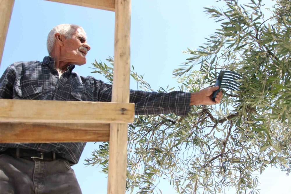 Coğrafi İşaretli Derik Zeytininde Hasat Başladı