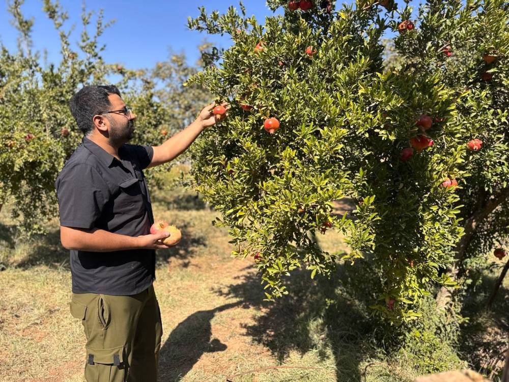 Ab Tescilli Suruç Narında Hasat Dönemi Başladı