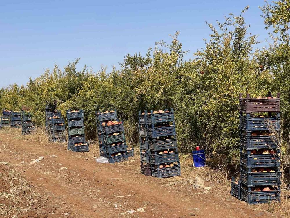 Ab Tescilli Suruç Narında Hasat Dönemi Başladı