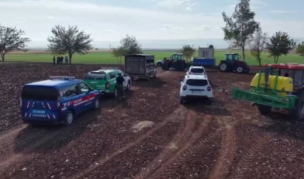Tarım Arazilerine Zarar Veren Yaban Domuzları İçin Sürek Avı Yapıldı