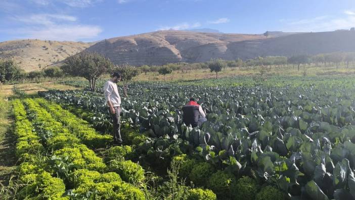 limizde-2025-yilinda-bitkisel-uretim-genel-mudurlugu-tarafindan-desteklenen-sirnak-kislik-sebz-2.jpg