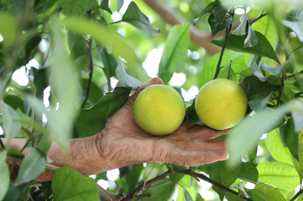 Diyarbakır'da Bu Köy Karadeniz ve Akdeniz İklimini Yaşıyor: Portakal, Fındık ve Limon Yetiştiriliyor
