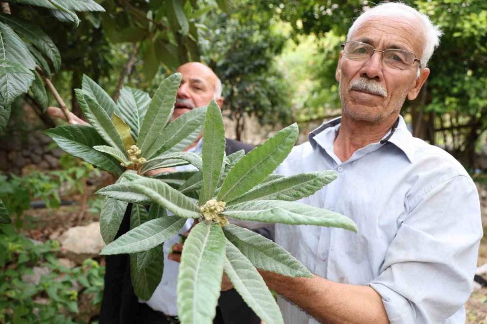 Diyarbakır'da Bu Köy Karadeniz ve Akdeniz İklimini Yaşıyor: Portakal, Fındık ve Limon Yetiştiriliyor