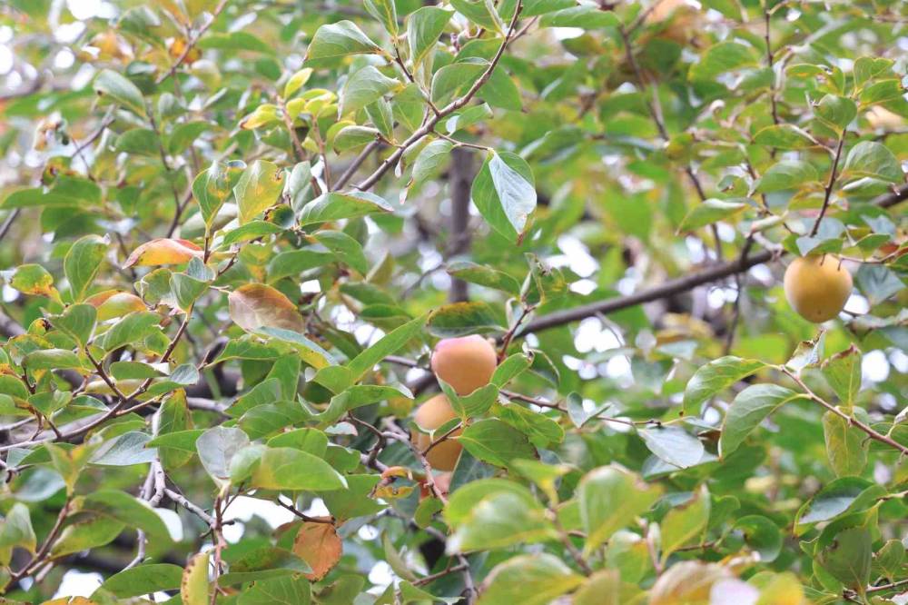 Diyarbakır'da Bu Köy Karadeniz ve Akdeniz İklimini Yaşıyor: Portakal, Fındık ve Limon Yetiştiriliyor