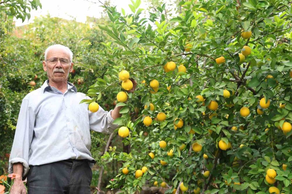 Diyarbakır'da Bu Köy Karadeniz ve Akdeniz İklimini Yaşıyor: Portakal, Fındık ve Limon Yetiştiriliyor
