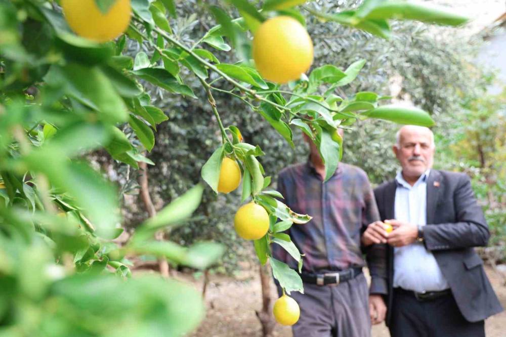 Diyarbakır'da Bu Köy Karadeniz ve Akdeniz İklimini Yaşıyor: Portakal, Fındık ve Limon Yetiştiriliyor