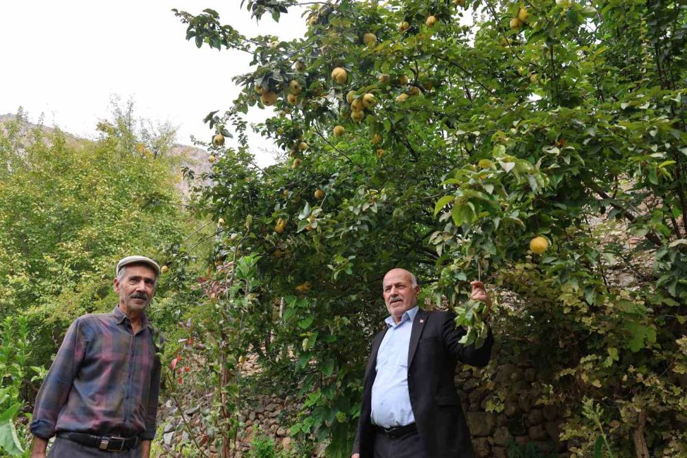 Diyarbakır'da Bu Köy Karadeniz ve Akdeniz İklimini Yaşıyor: Portakal, Fındık ve Limon Yetiştiriliyor