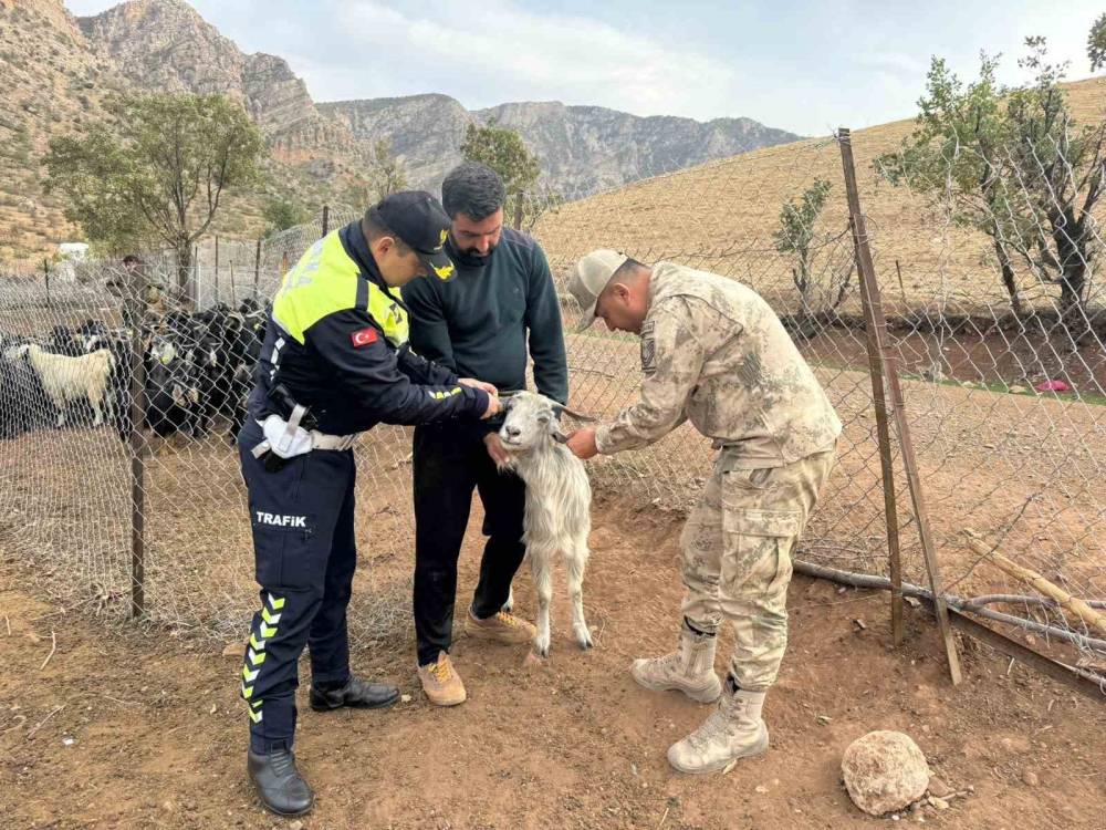 Siirt’te Hayvan Kazalarının Önlenmesi İçin Sürüye "Reflektif Bant" Takıldı