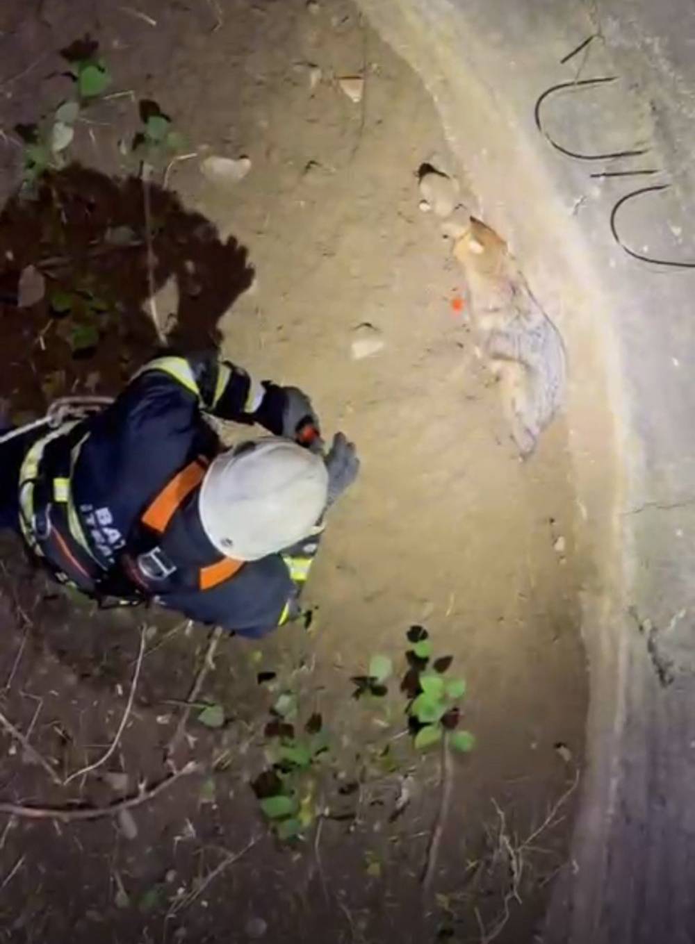 Su Kuyusuna Düşen Çakalı İtfaiye Ekipleri Kurtardı