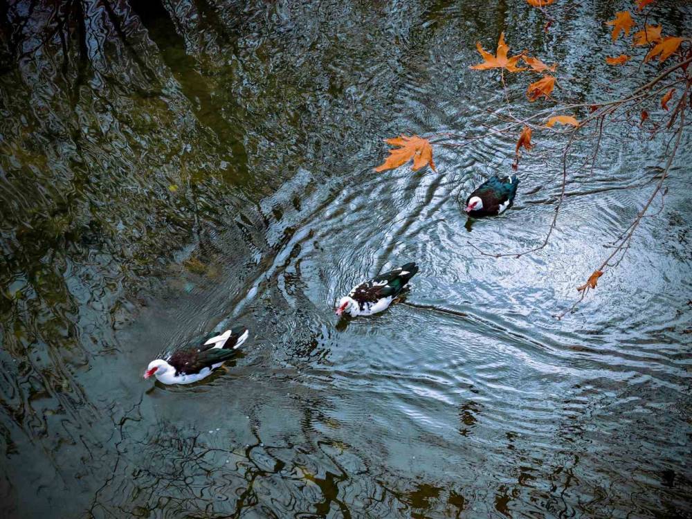 Savur, Doğal Güzelliğiyle Ziyaretçileri Mest Ediyor