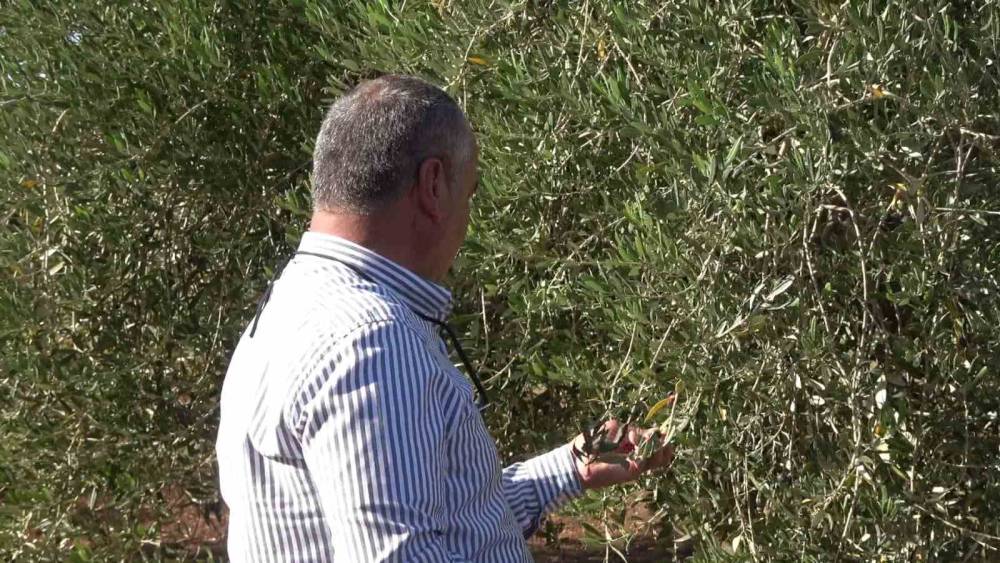 Şırnak'ta Zirai Don: 150 Dönüm Zeytinden Ürün Alınamadı