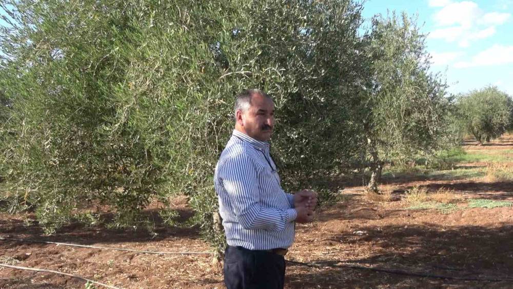 Şırnak'ta Zirai Don: 150 Dönüm Zeytinden Ürün Alınamadı
