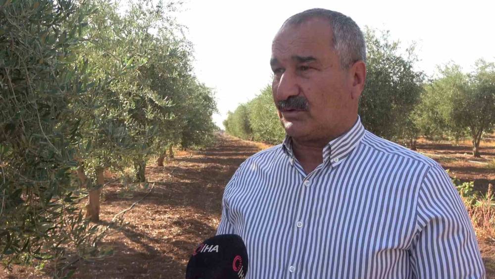 Şırnak'ta Zirai Don: 150 Dönüm Zeytinden Ürün Alınamadı