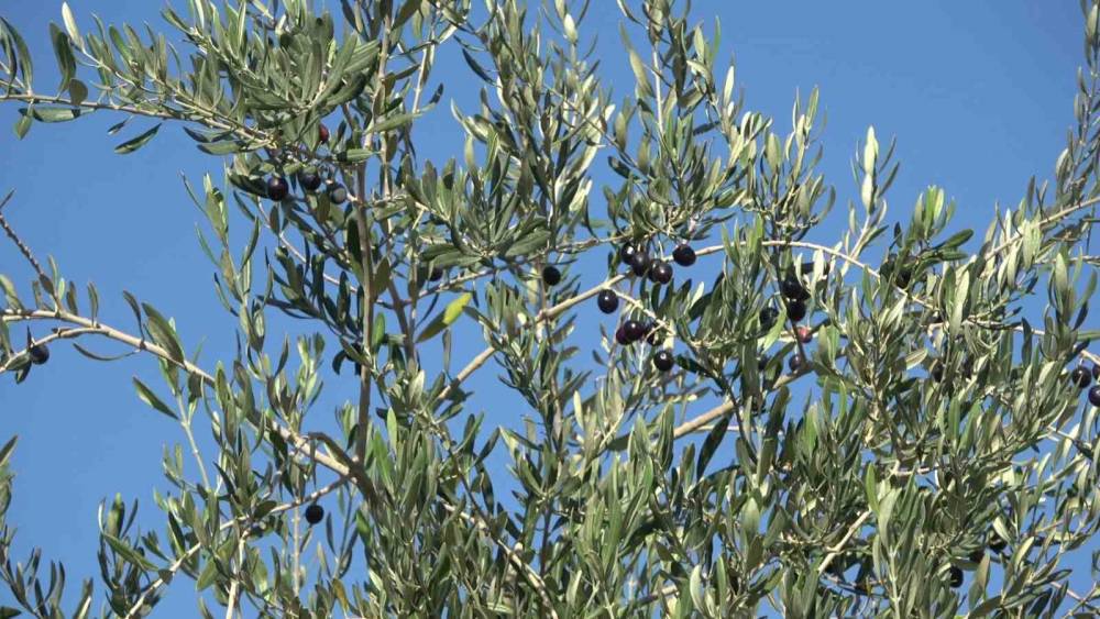 Şırnak'ta Zirai Don: 150 Dönüm Zeytinden Ürün Alınamadı