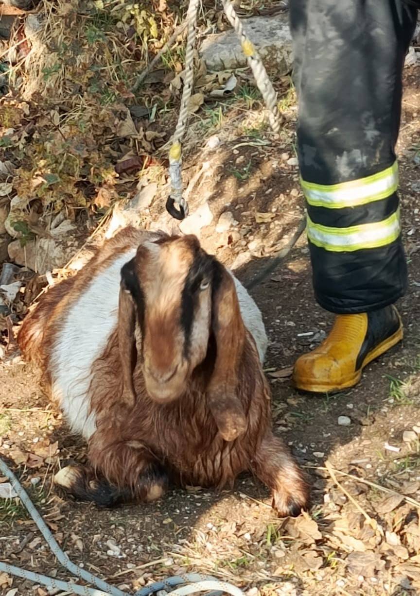 Kuyuya Düşen Keçiyi İtfaiye Kurtardı