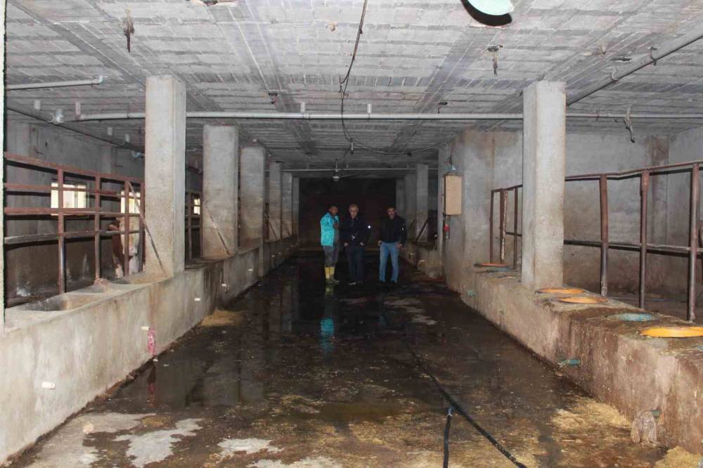 3 Buçuk Ayda 54 Büyükbaş Hayvanı Telef Olan Besicinin Zararı 8 Milyon Lirayı Buldu