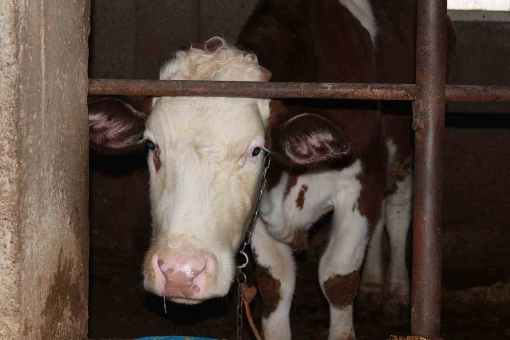 3 Buçuk Ayda 54 Büyükbaş Hayvanı Telef Olan Besicinin Zararı 8 Milyon Lirayı Buldu