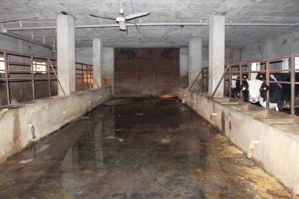 3 Buçuk Ayda 54 Büyükbaş Hayvanı Telef Olan Besicinin Zararı 8 Milyon Lirayı Buldu