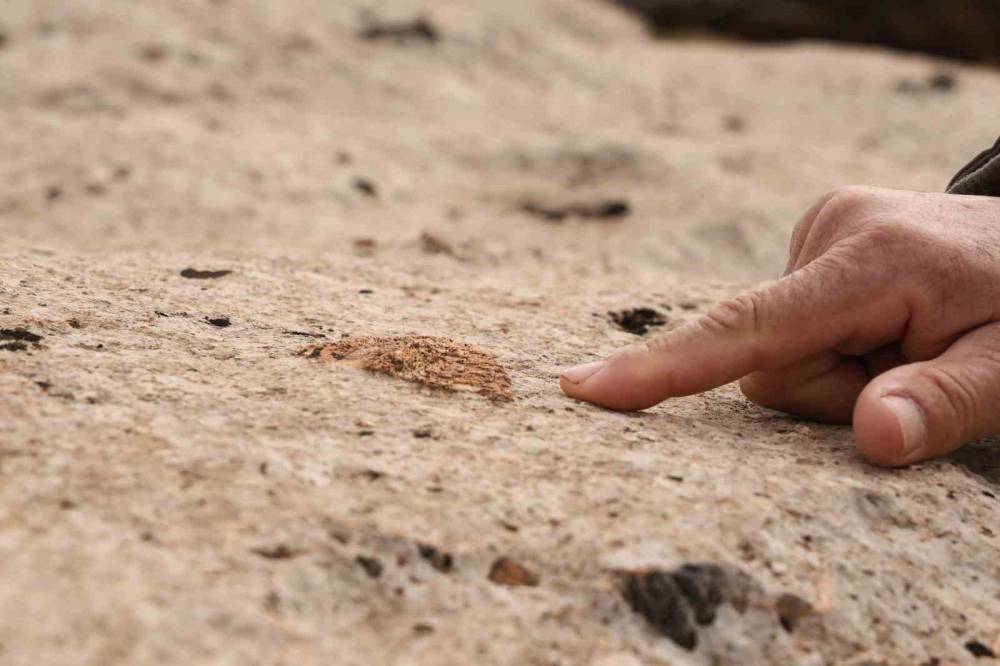 Diyarbakır’da Yüz Milyonlarca Yıl Önceye Ait Fosiller Bulundu