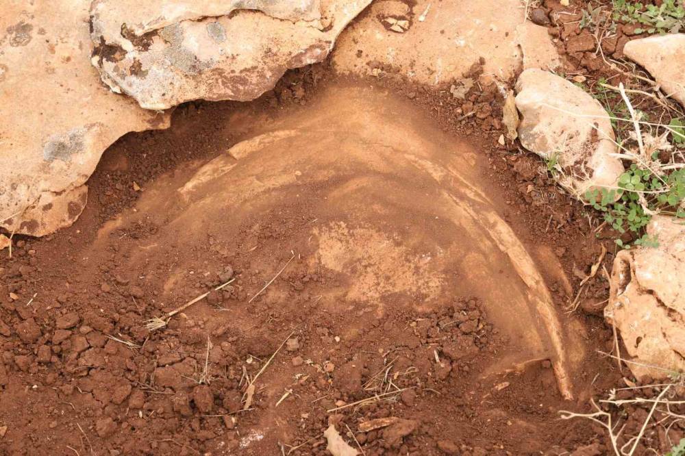 Diyarbakır’da Yüz Milyonlarca Yıl Önceye Ait Fosiller Bulundu