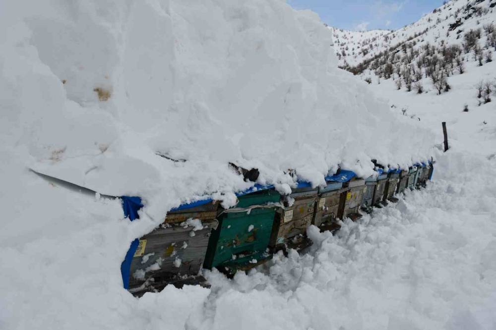 Şırnak’ta Bal Arıları Çığ Altında Kaldı